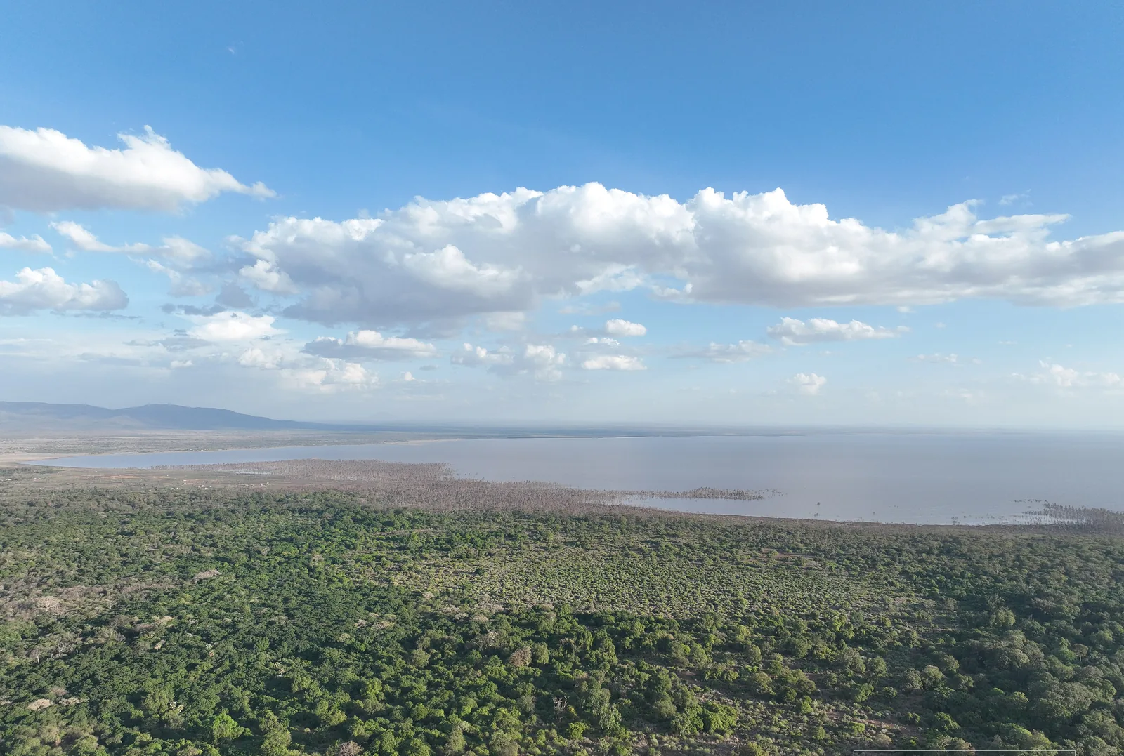 View from the viewpoint on the B144 road down onto the dense forest of Lake Manyara National Park and the pale lake beyond