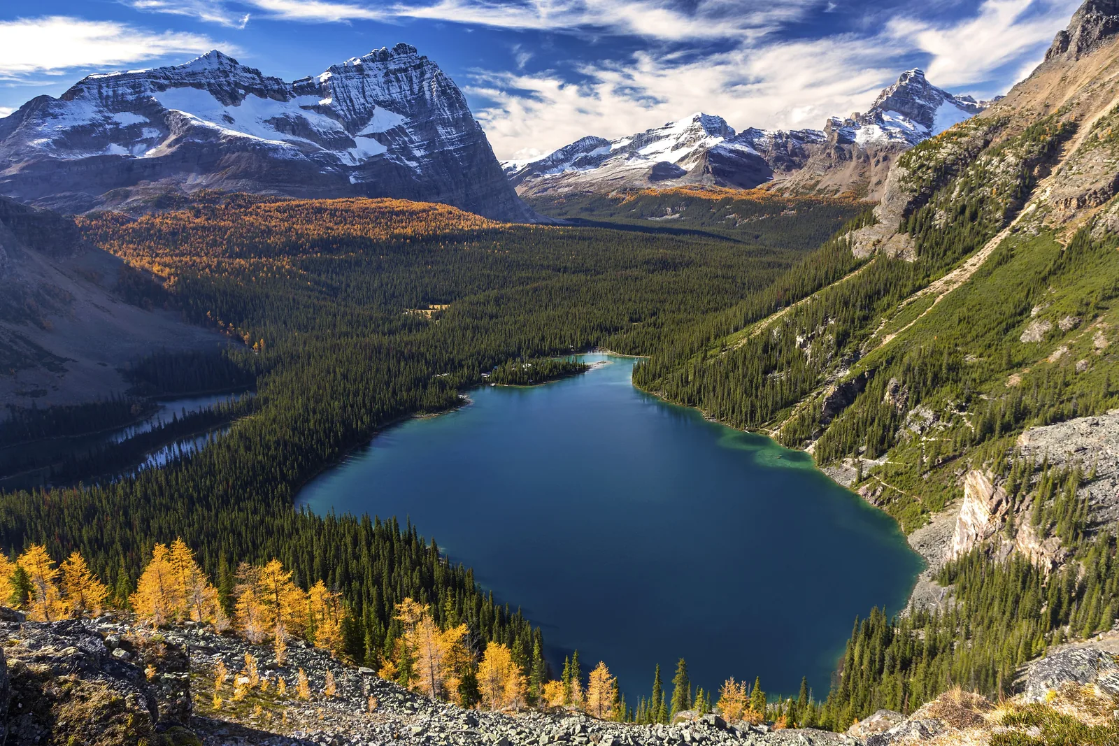 Lake O'Hara in Yoho National Park from above in autumn: golden larches in front, dark forest and peaks all around.