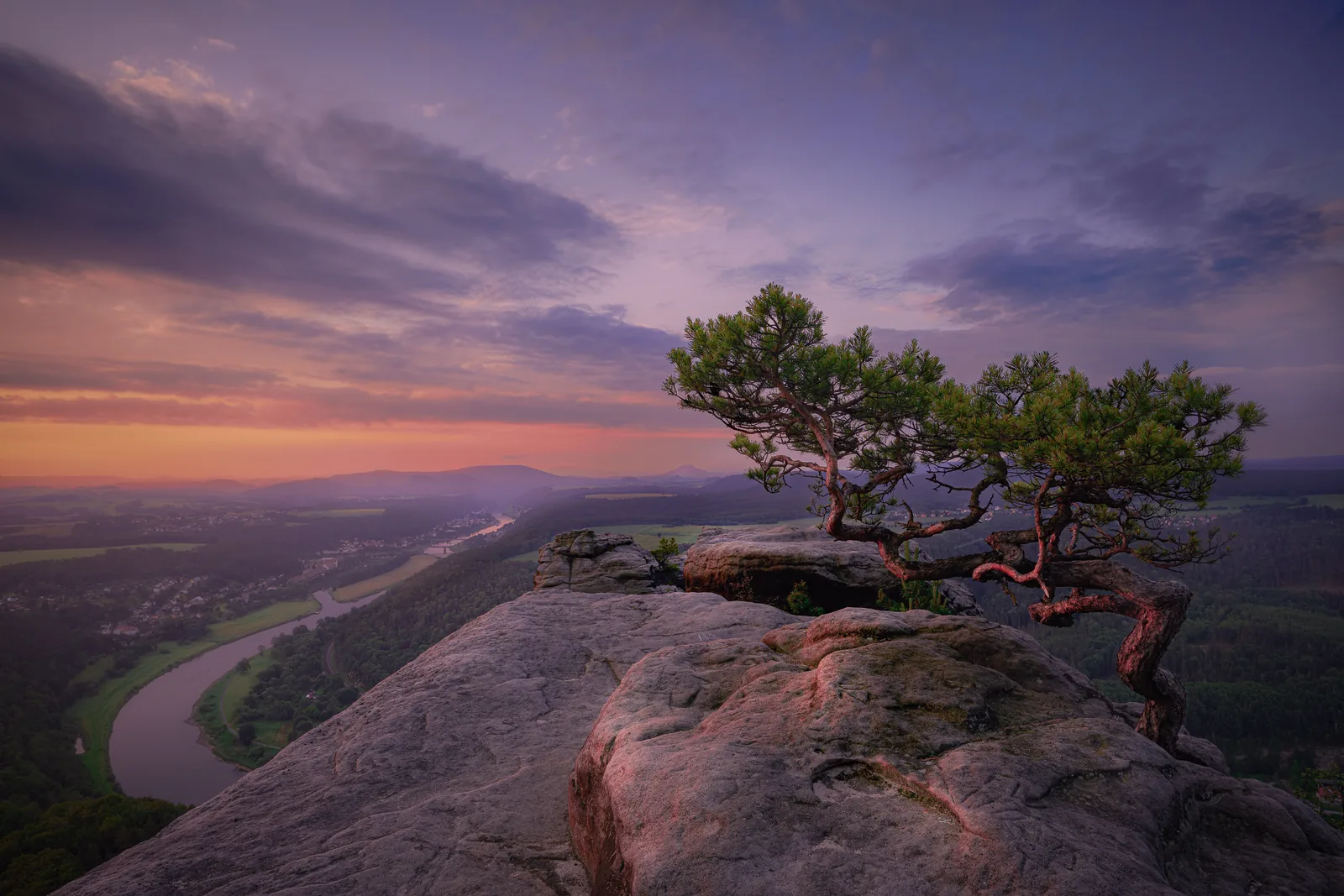 Weather-beaten pine on the Lilienstein in Saxon Switzerland National Park