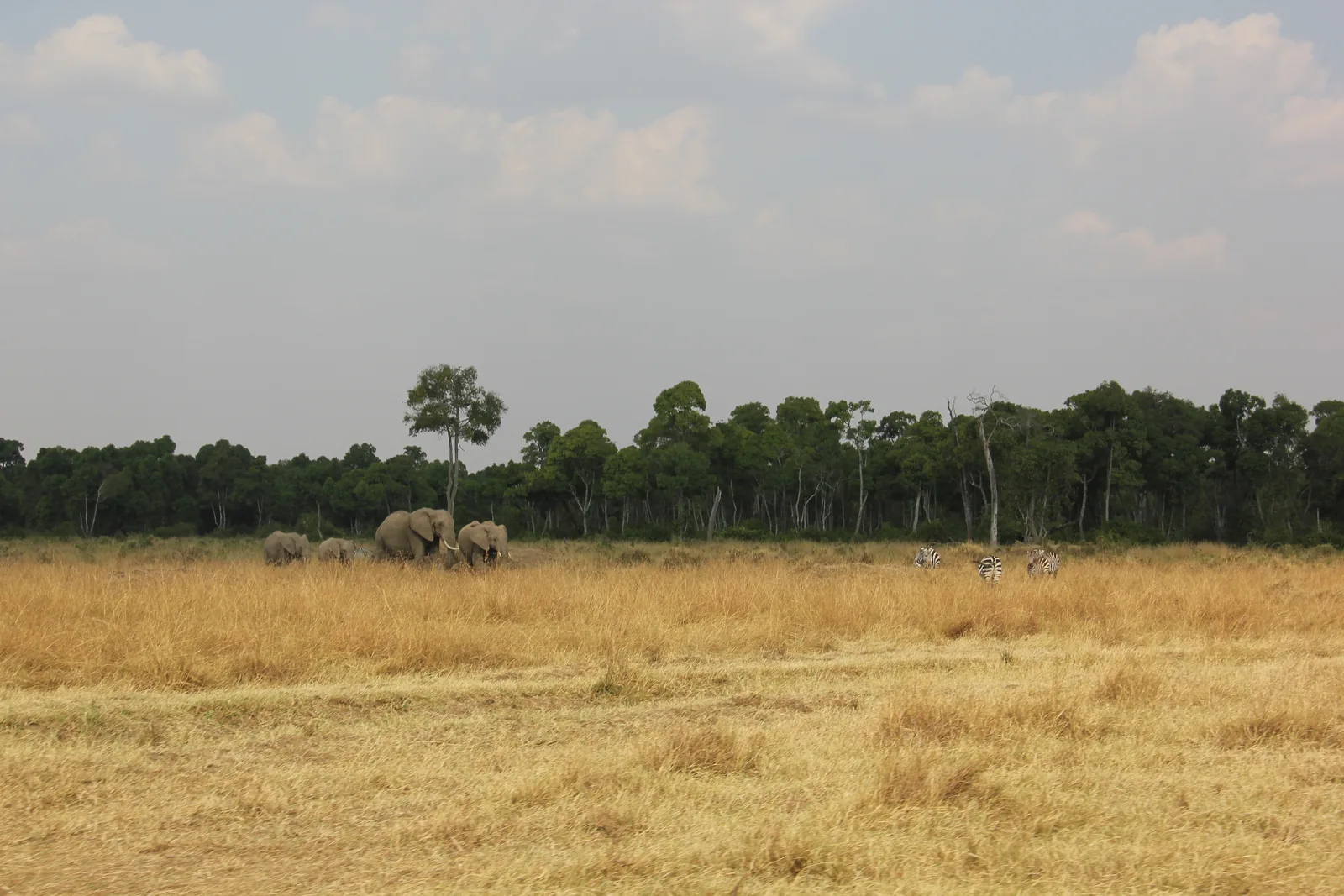 A small herd of elephants stands in tall, dry grass in the Maasai Mara, in front of a strip of riverine forest under a bright sky
