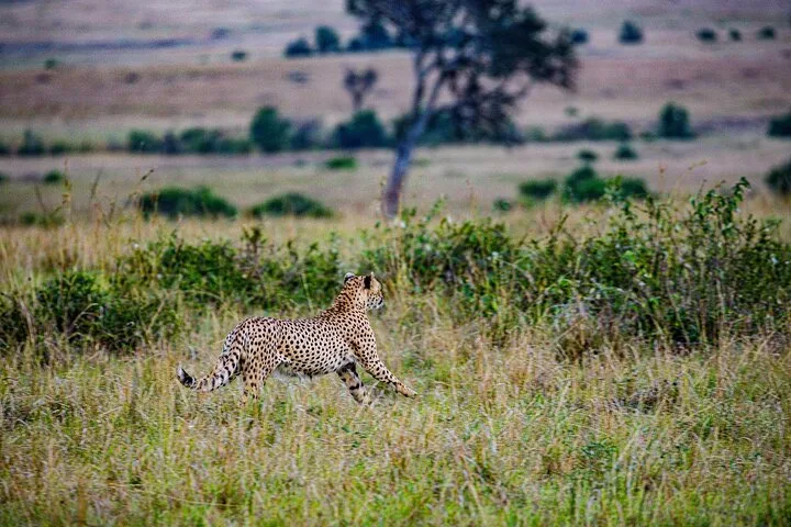 Offer photo: Private full-day game drive from your lodge to the Mara River