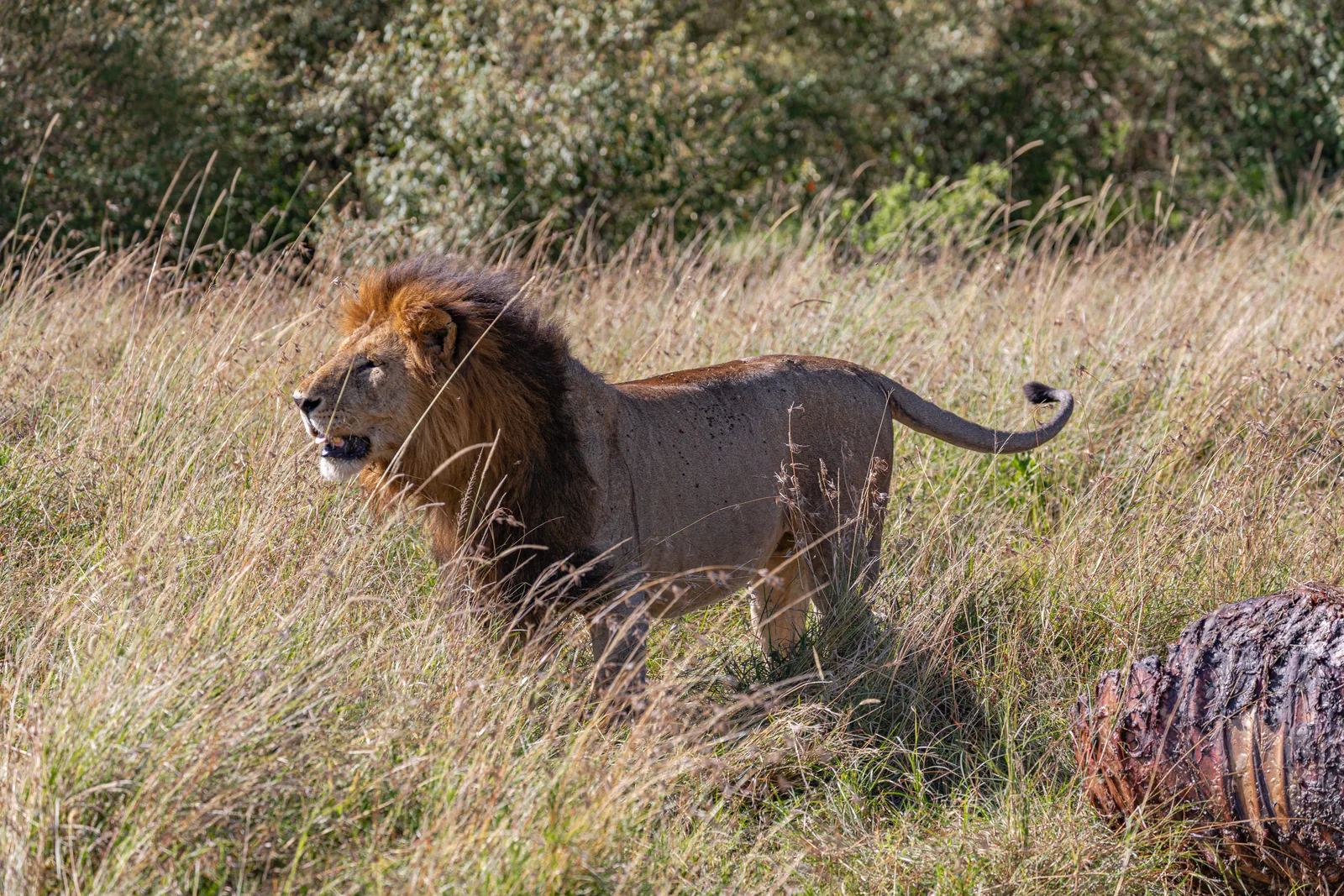 A dark-maned lion stands in tall grass in the Maasai Mara, with the carcass of a Cape buffalo in front of him