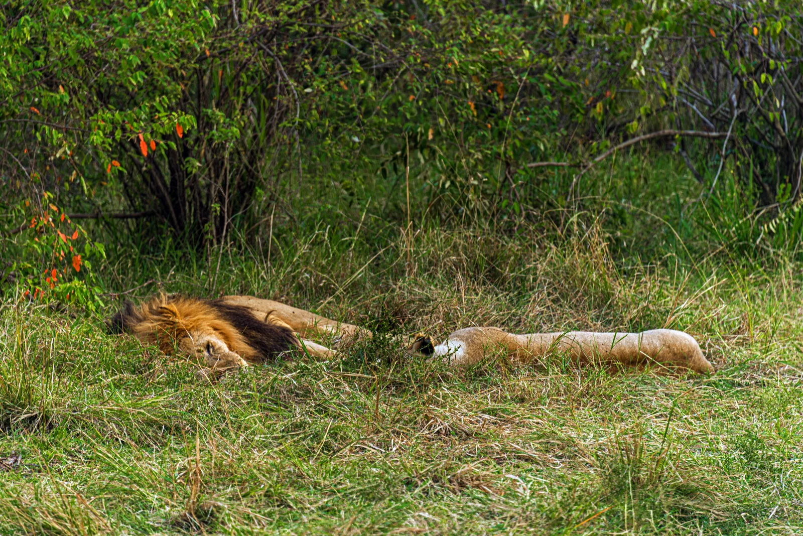 A lion and a lioness lie stretched out asleep in green grass in the Maasai Mara, in front of dense bushes