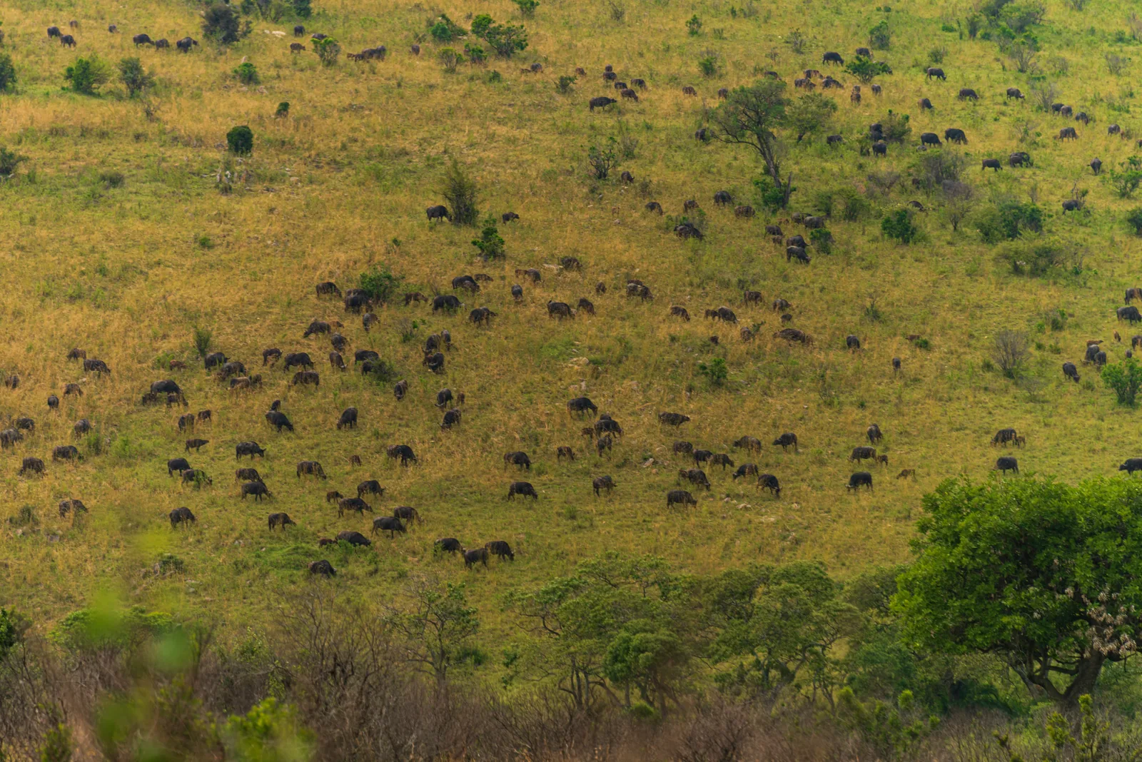 Hundreds of migrating wildebeest spread across a grassy hillside with scattered bushes in the Maasai Mara.