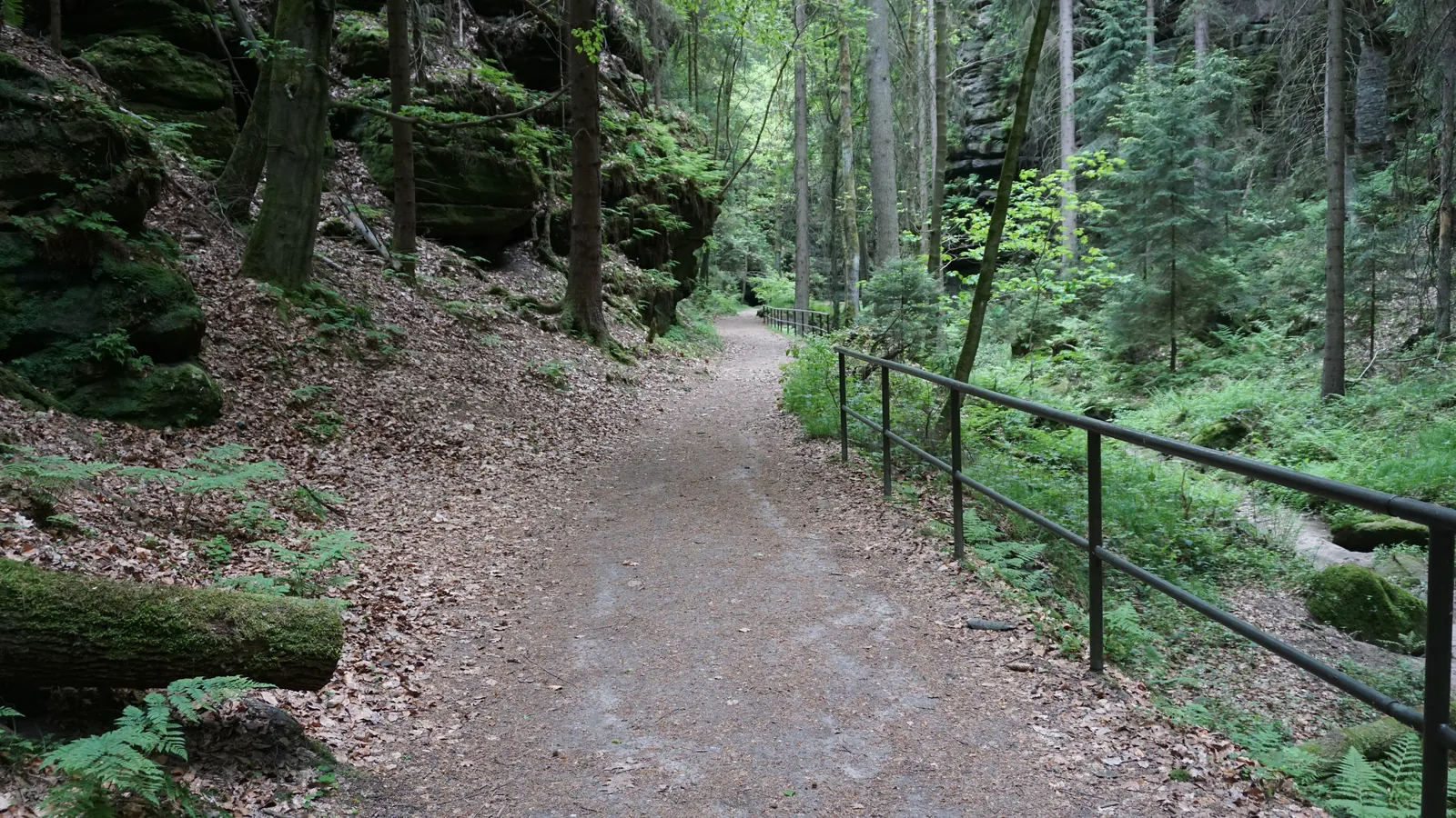 Hiking path with a handrail through the forest on the Malerweg
