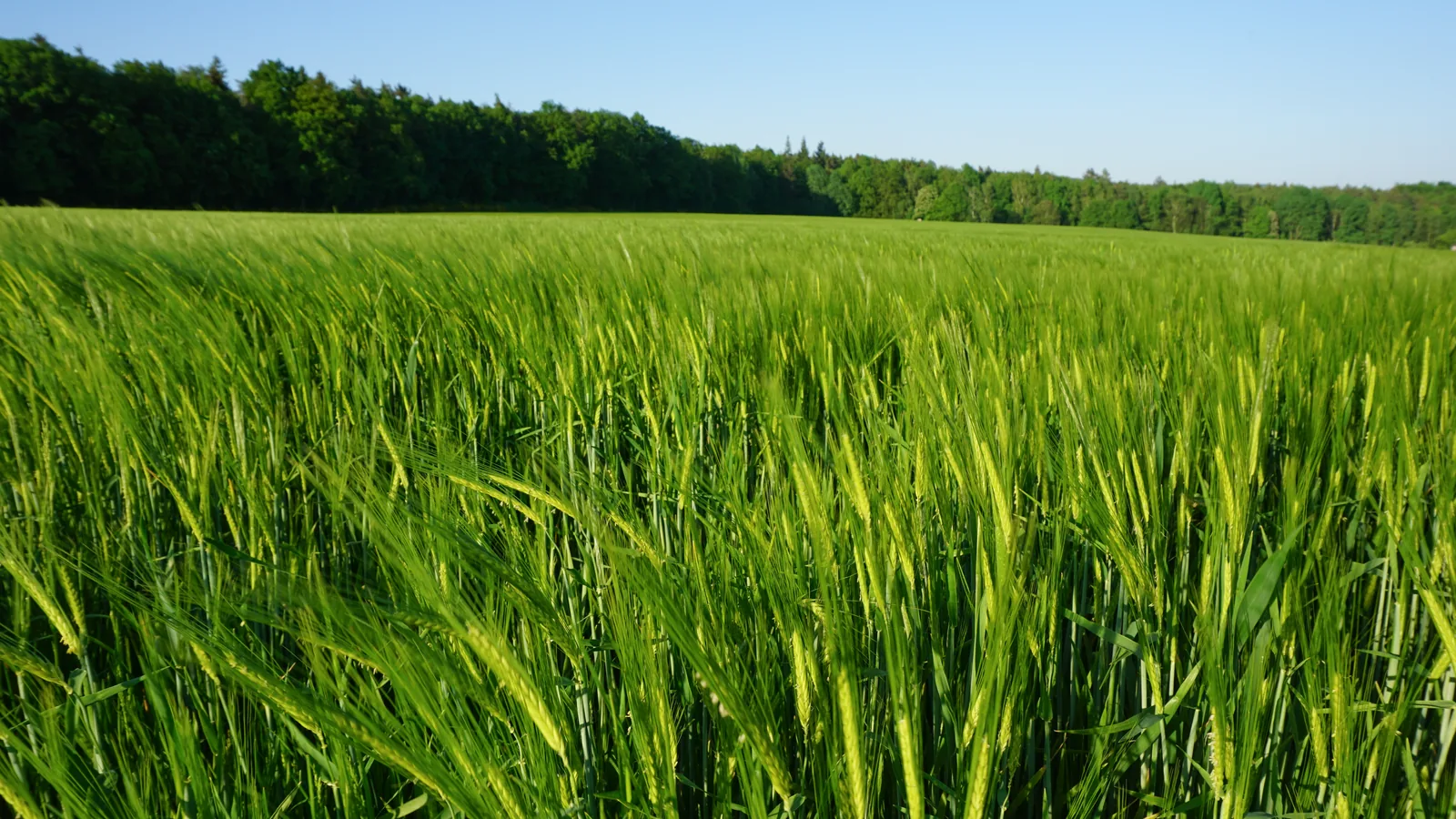Fields and forest on the western section of the Malerweg