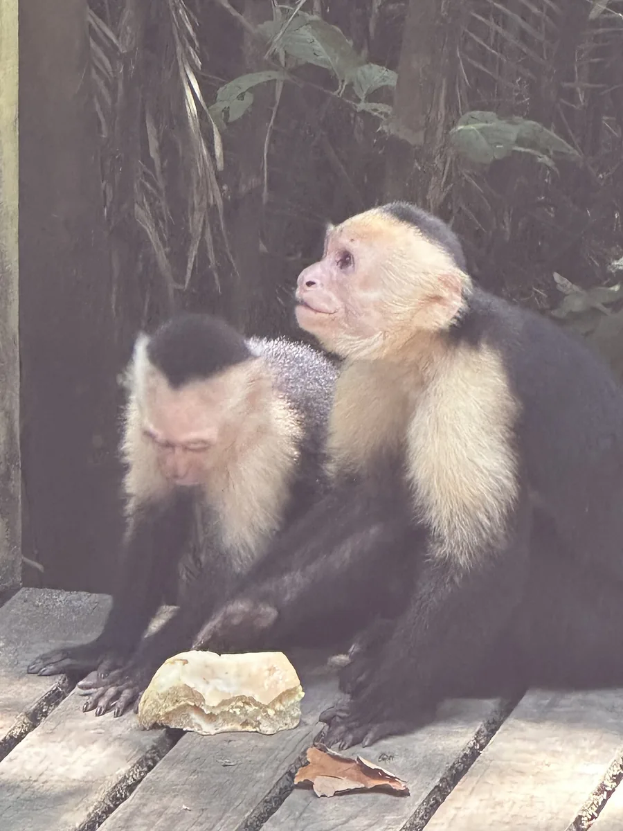Two white-faced capuchin monkeys sitting on a wooden boardwalk in Manuel Antonio National Park