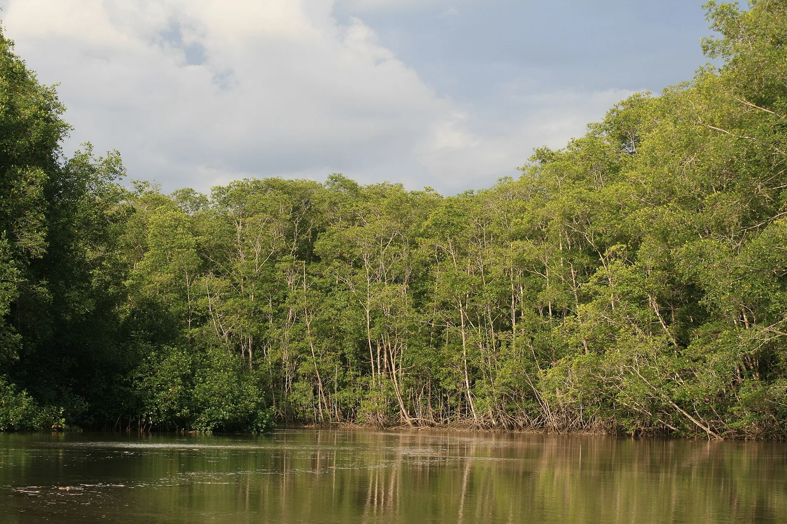 Mangrove forest by the water in Manuel Antonio National Park under a pale sky