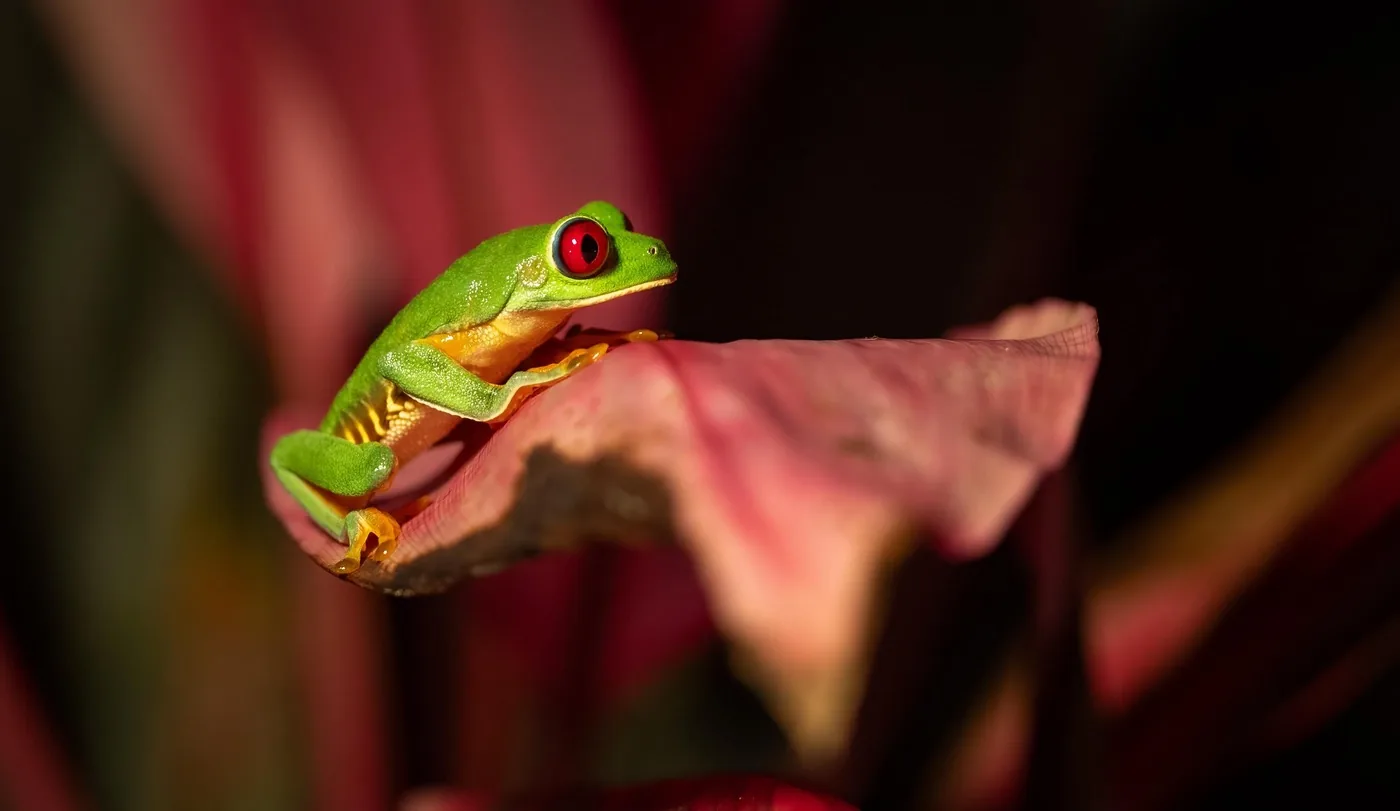 Offer photo: Manuel Antonio: night walking tour with a naturalist guide