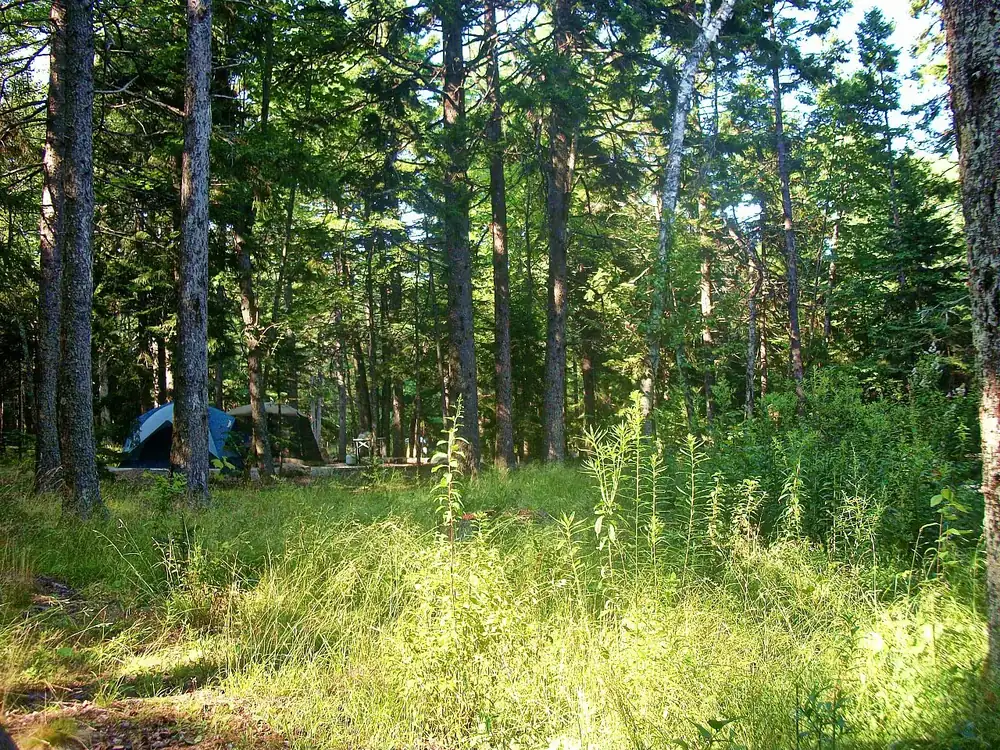 Tent site at Blackwoods Campground in Acadia National Park: open conifer forest with tall grass and a tent between the trunks