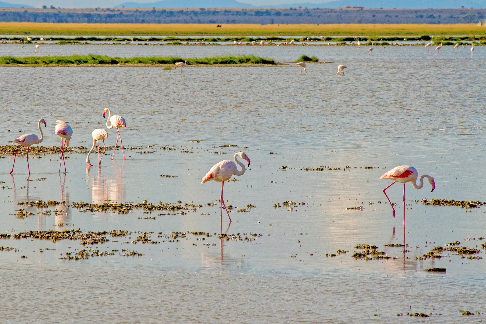 Pink flamingos wading in the shallow water of Lake Amboseli between small grassy islands