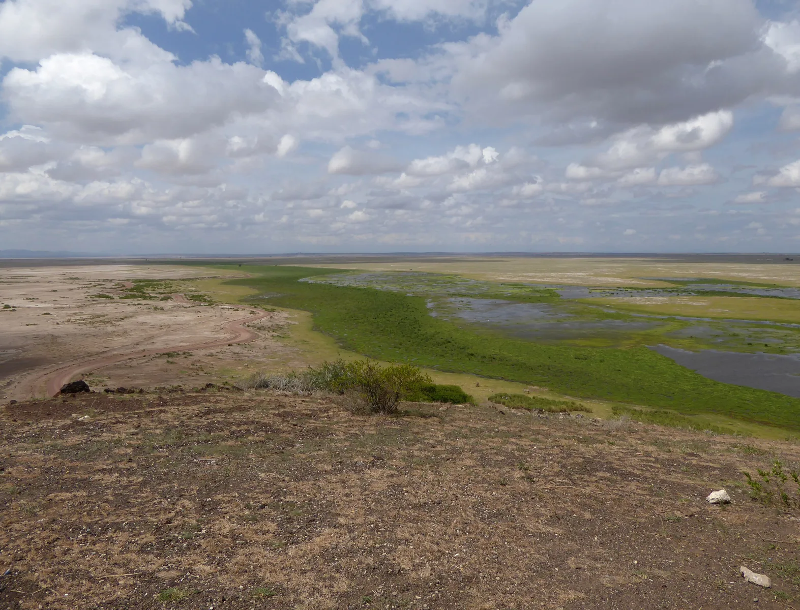 View from Observation Hill in Amboseli National Park over green swamps and channels in a wide, pale plain