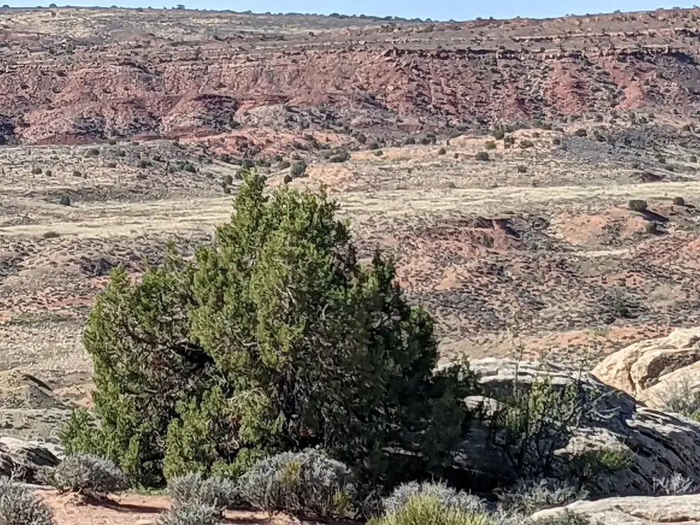 View from Salt Valley Overlook in Arches National Park across the wide Salt Valley with reddish slopes, a juniper bush in front