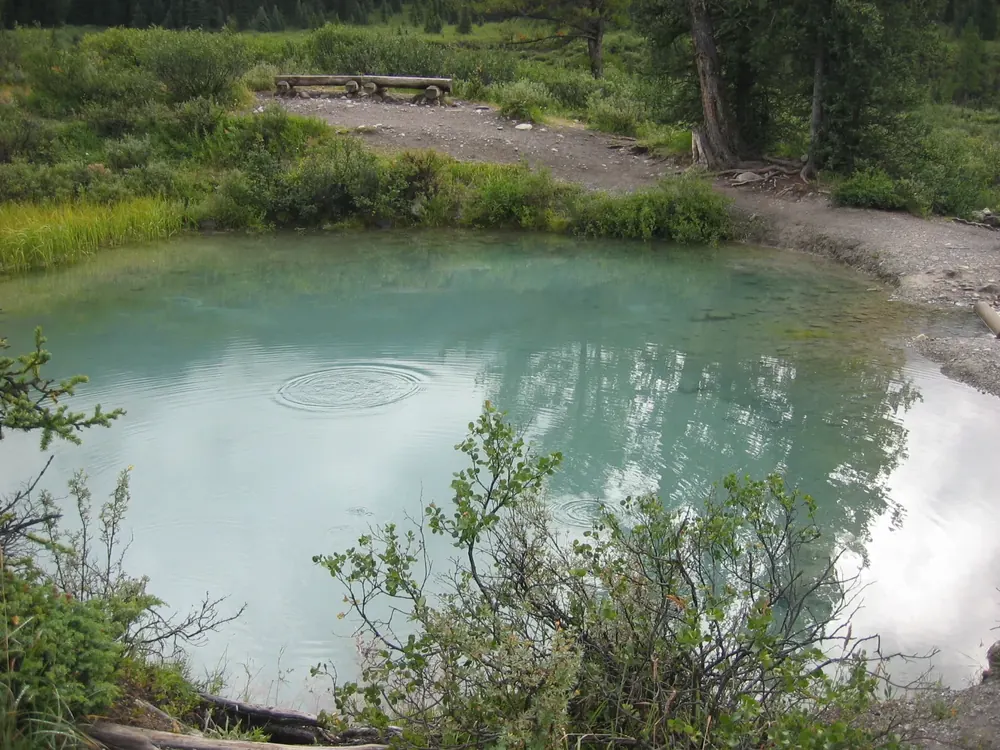 One of the Ink Pots spring pools in Banff National Park: clear, greenish shimmering water in a shallow hollow between shrubs.