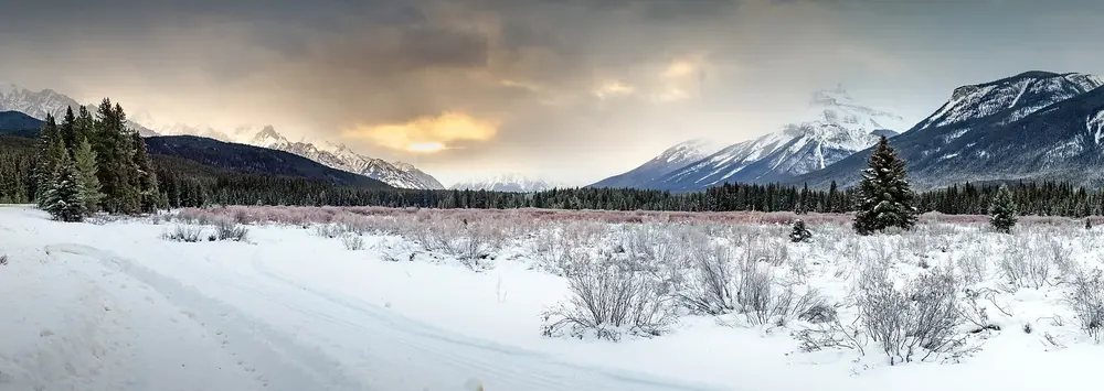 Moose Meadows in Banff National Park in winter: snowy meadow with willow shrubs in the Bow Valley, conifer forest and mountain peaks behind.