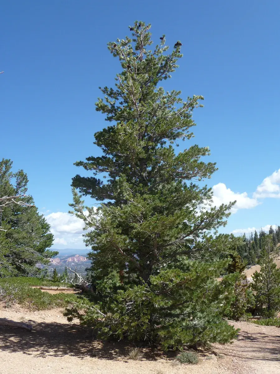 Limber pine on the Bristlecone Loop Trail in Bryce Canyon National Park, a sandy path between conifers under a blue sky