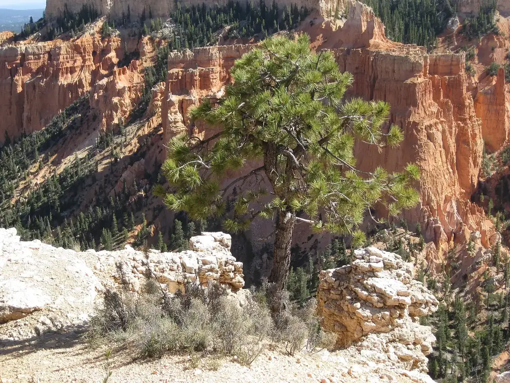 Ponderosa pine at Farview Point in Bryce Canyon National Park, with orange cliffs and hoodoos above wooded slopes behind