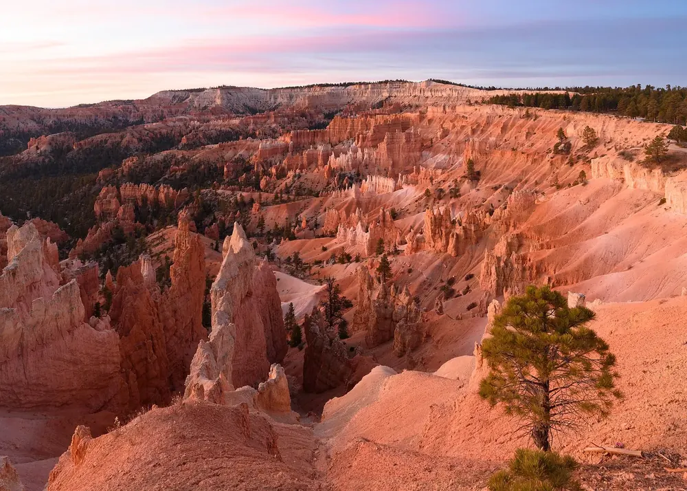 View from Sunrise Point in Bryce Canyon National Park over the Bryce Amphitheater: reddish hoodoos and ridges in soft morning light, a pine in front