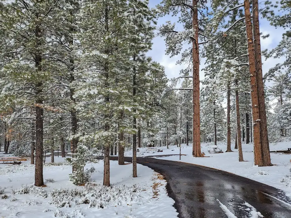 Sunset Campground in Bryce Canyon National Park in snow: tall ponderosa pines, snowy ground and a wet access road