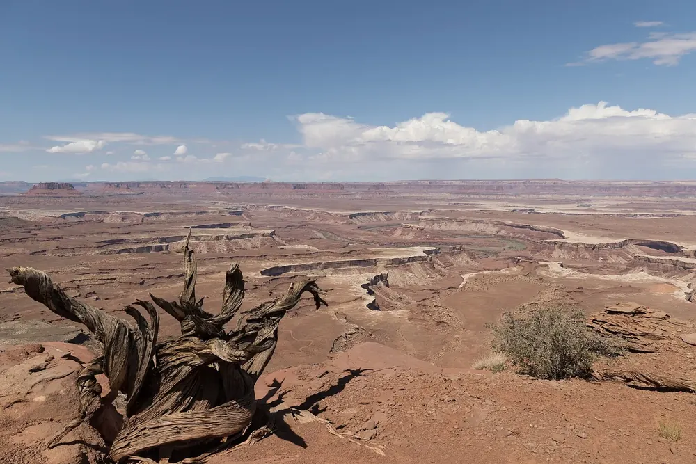 View from Murphy Point in Canyonlands National Park across the wide Soda Springs Basin with canyon steps, a gnarled dead juniper in front