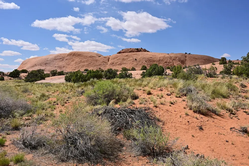 Whale Rock in Canyonlands National Park: a long, smooth whale-shaped sandstone ridge with desert shrubs and red sand in front