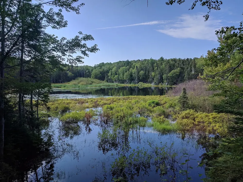 Wetland near Ingonish Beach: a still pond with reflections, marsh plants and mixed forest