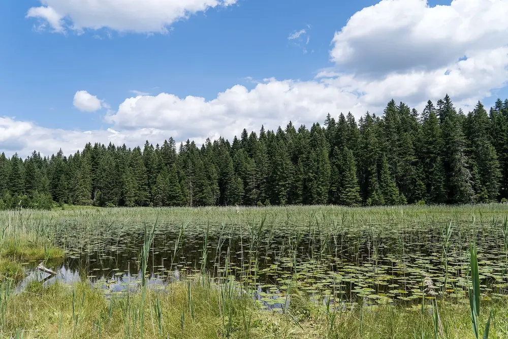 Barno jezero in Durmitor National Park: a small lake silting up, with water-lily leaves and reeds in front of dense spruce forest