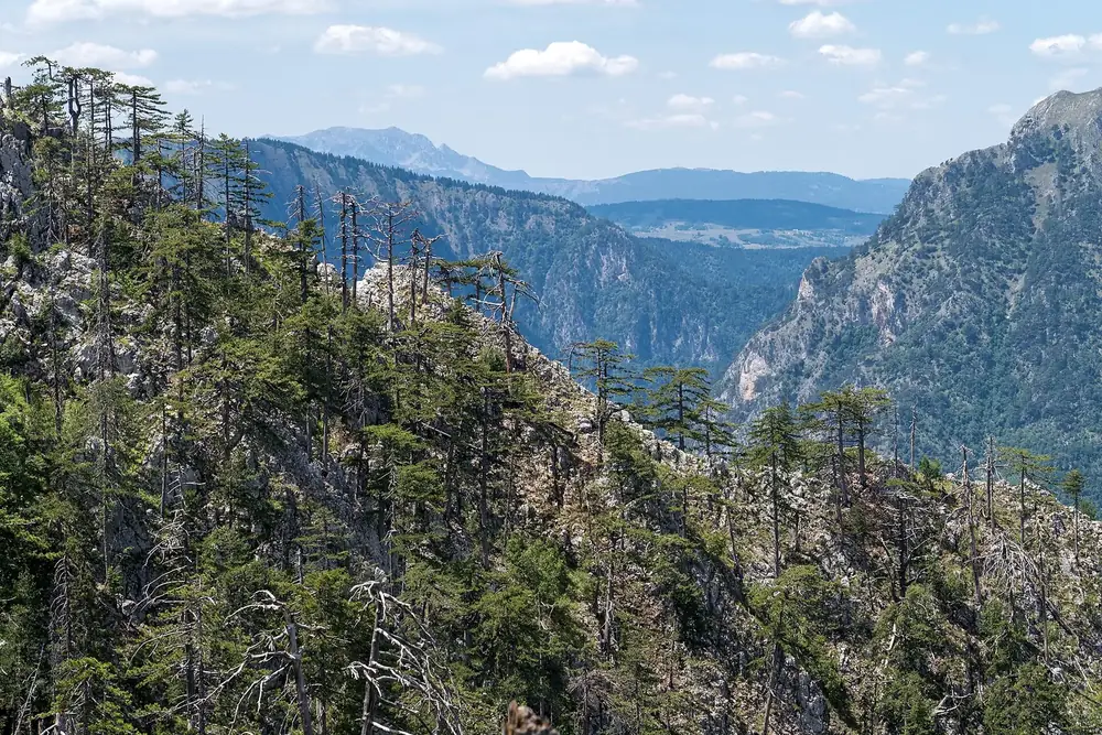 Tara Canyon: steep, wooded rock walls with pines, a view into the deep canyon and distant mountains