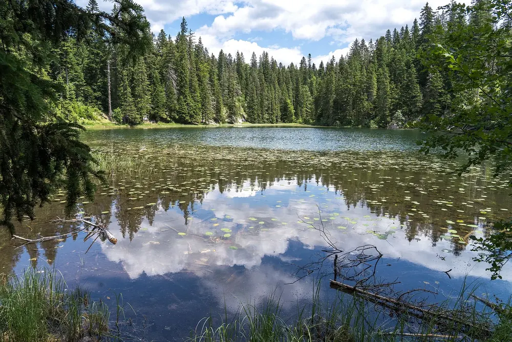 Zminje jezero in Durmitor National Park: a still forest lake with water-lily leaves, reflecting spruces and clouds