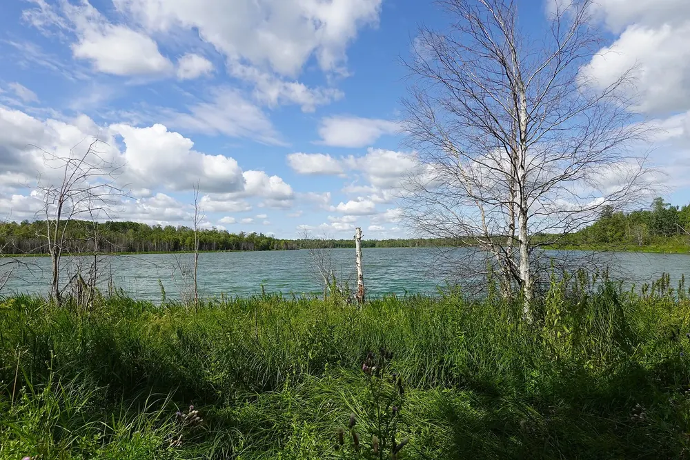 Tawayik Lake Trail in Elk Island National Park: lakeside meadow with birches at Tawayik Lake under a blue sky with cumulus clouds