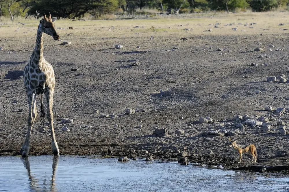 Giraffe and jackal at the Chudob waterhole in Etosha National Park, the giraffe reflected in the water, bare plain behind.