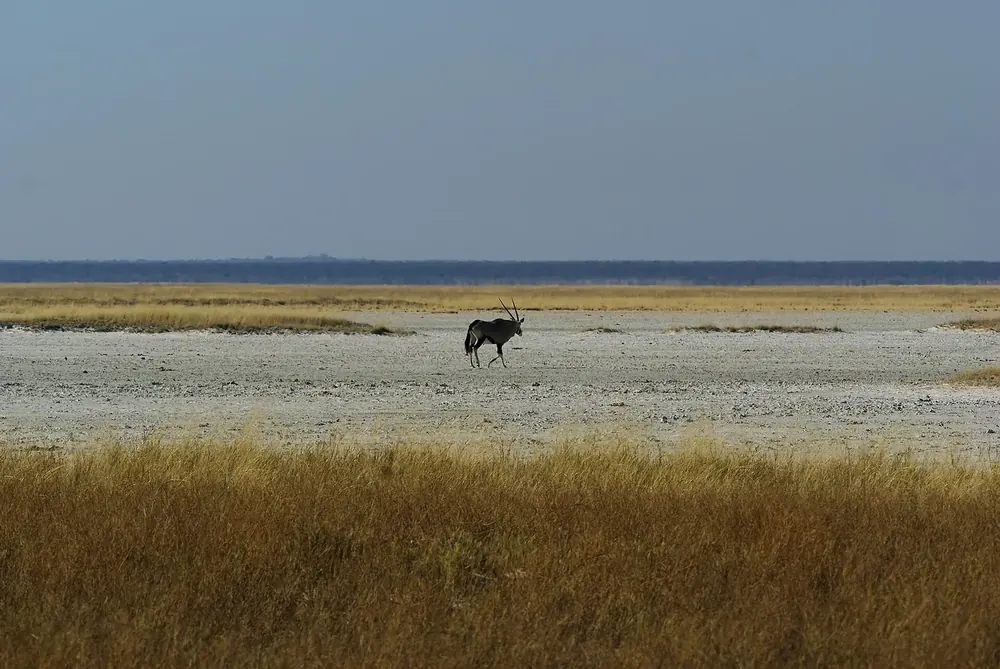 Oryx in Etosha National Park on the wide, flat Fisher's Pan, golden grass in front, a strip of water on the horizon.