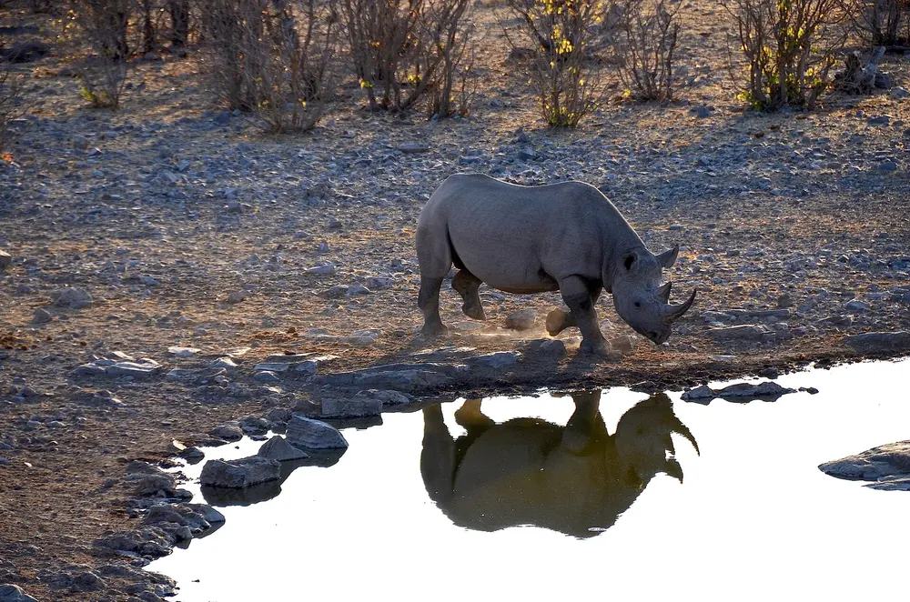 Black rhino at the Moringa waterhole by Halali Camp in Etosha National Park, its reflection in the water between stones.