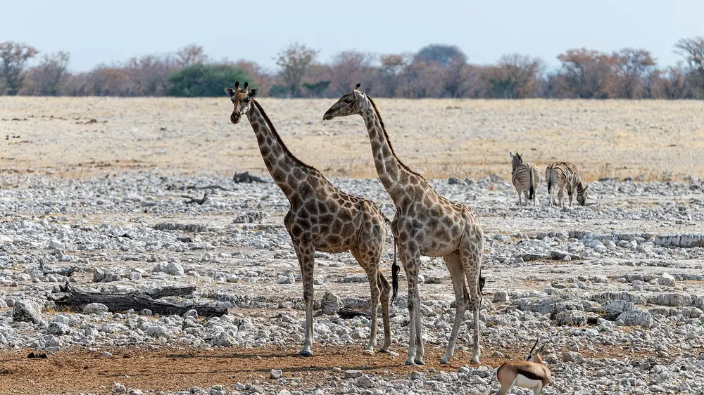 Two giraffes at the stony edge of the Okaukuejo waterhole in Etosha National Park, zebras and dry bushland behind.