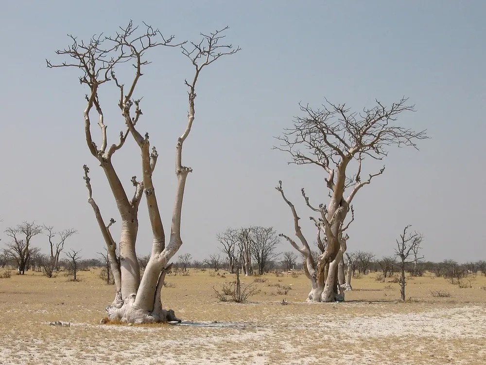 Sprokieswoud in Etosha National Park: bizarre moringa trees with thick, pale trunks on a dry, pale plain.