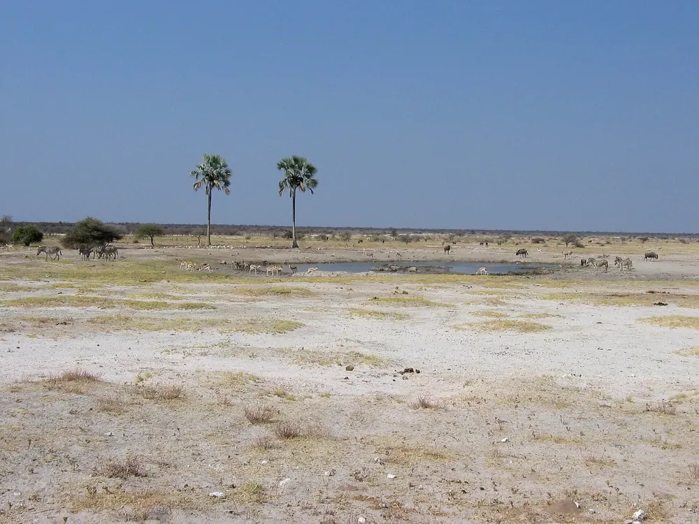 Twee Palms in Etosha National Park: two lone palm trees at a waterhole on the barren, flat plain, animals in the distance.