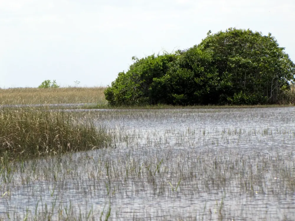 Sawgrass and open water with a tree island near Coopertown in the Everglades, starting point of the airboat tours