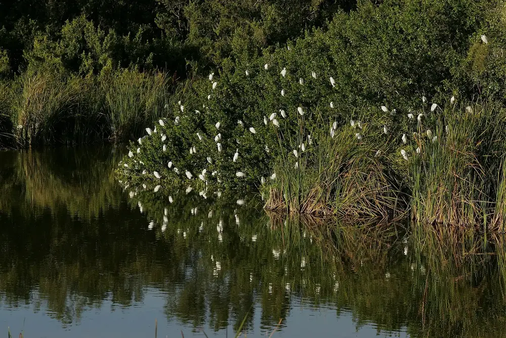 Eco Pond in Everglades National Park: dark water in front of dense shrubs where numerous snowy egrets are perched