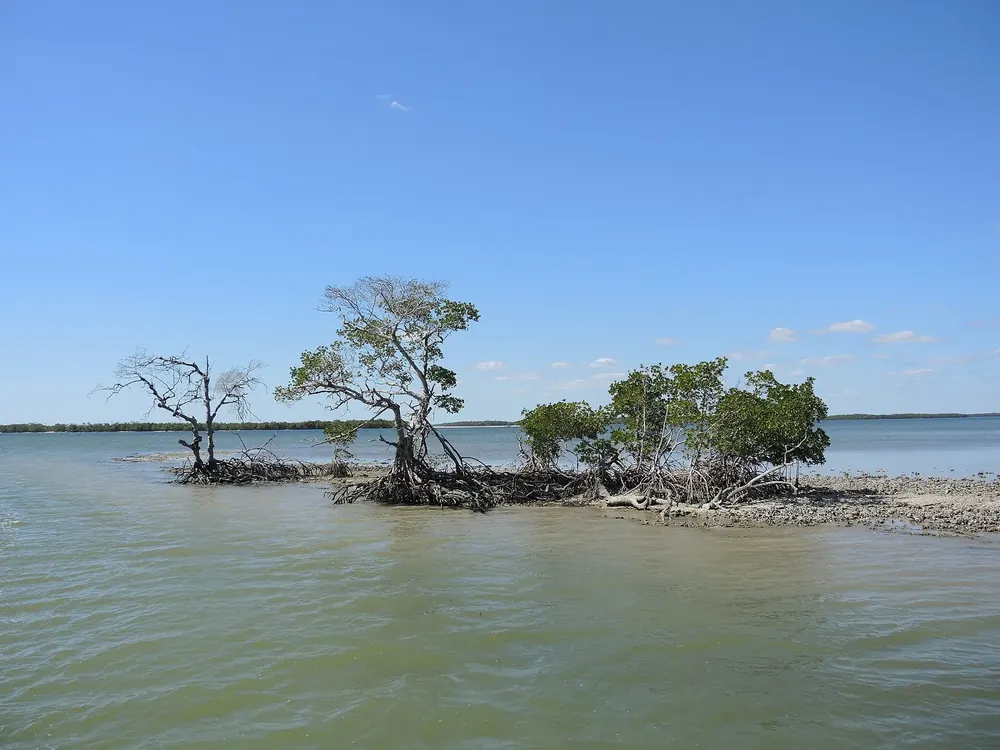 Mangrove island in the shallow water of the bay near the Gulf Coast Visitor Center under a blue sky