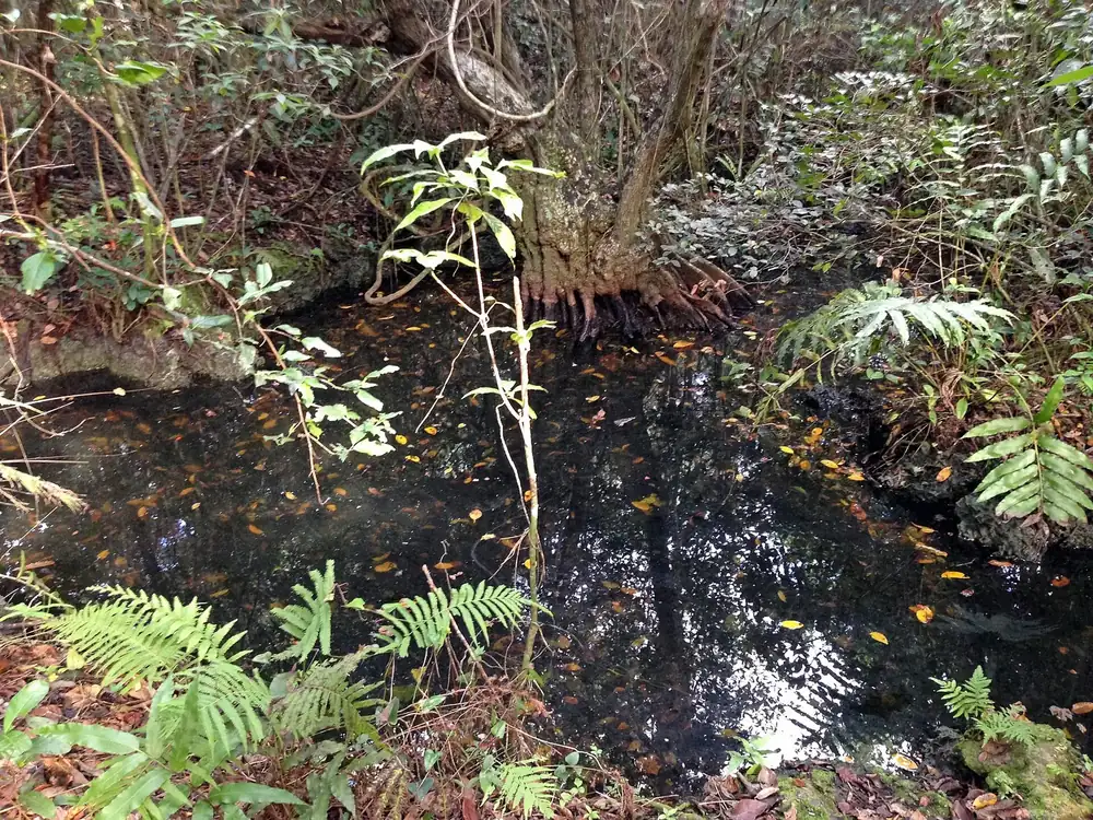 Small pond on the Gumbo Limbo Trail in Everglades National Park: dark water among ferns, leaves and dense tropical undergrowth