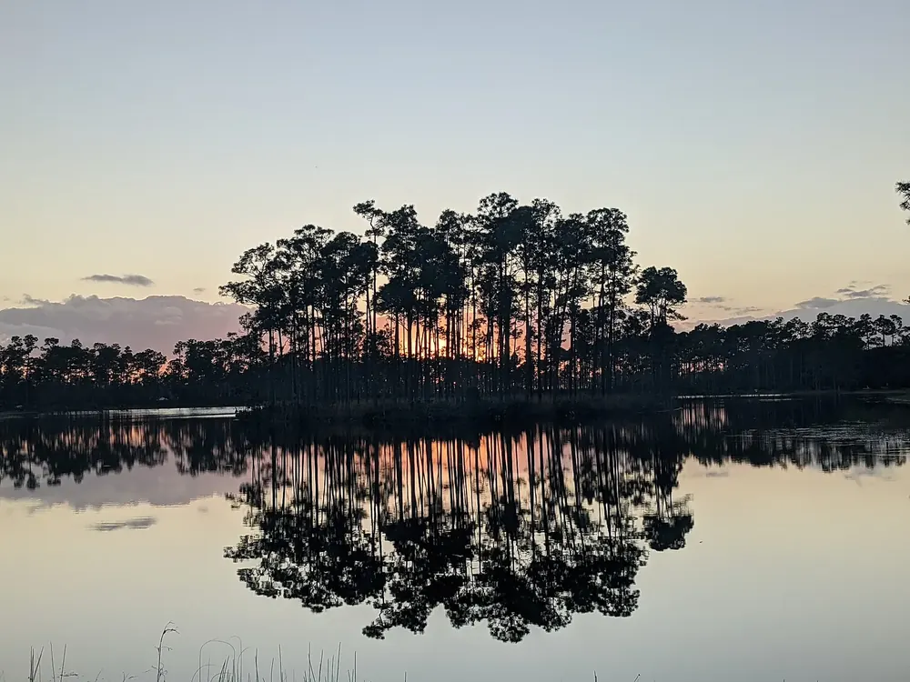 Island with tall pines in the lake at Long Pine Key Campground in Everglades National Park, reflected in the still water at sunset