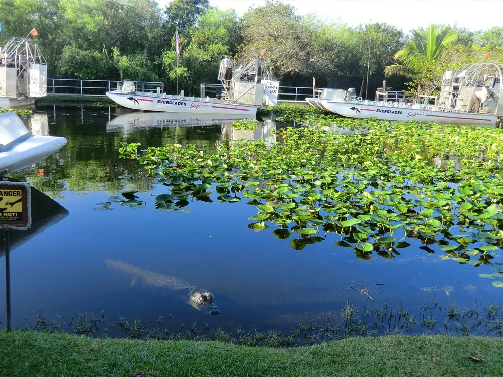 Airboats at the Everglades Safari Park landing, in front a pond with water lily leaves and palms on the bank