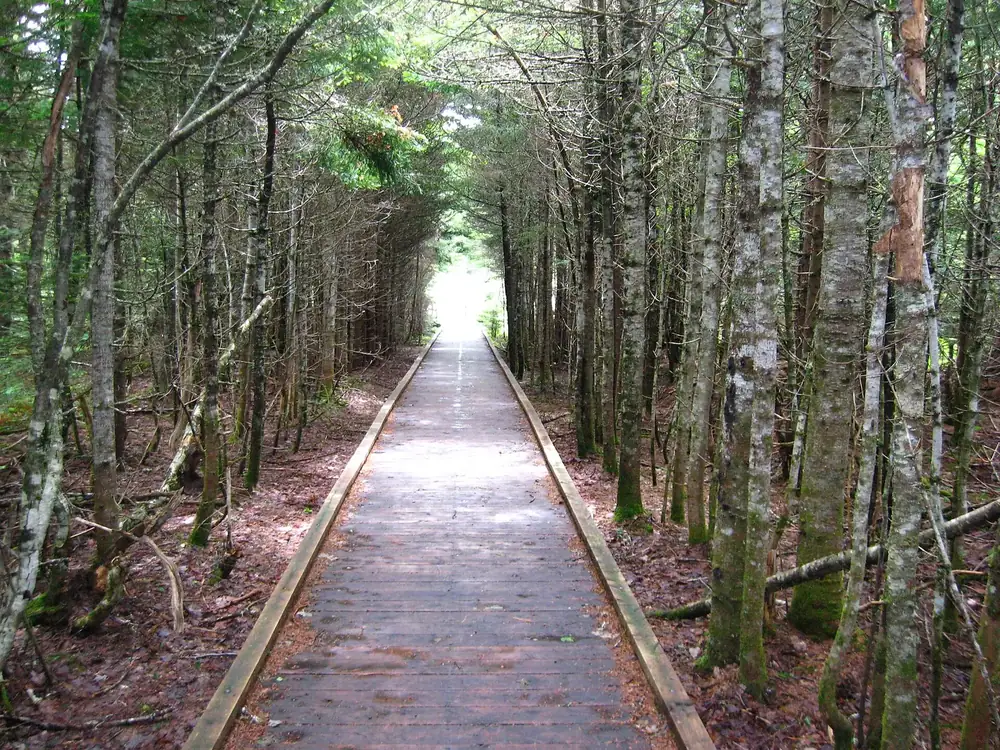 Boardwalk of the Caribou Plain Trail in Fundy National Park running straight through dense, slender birch and spruce forest