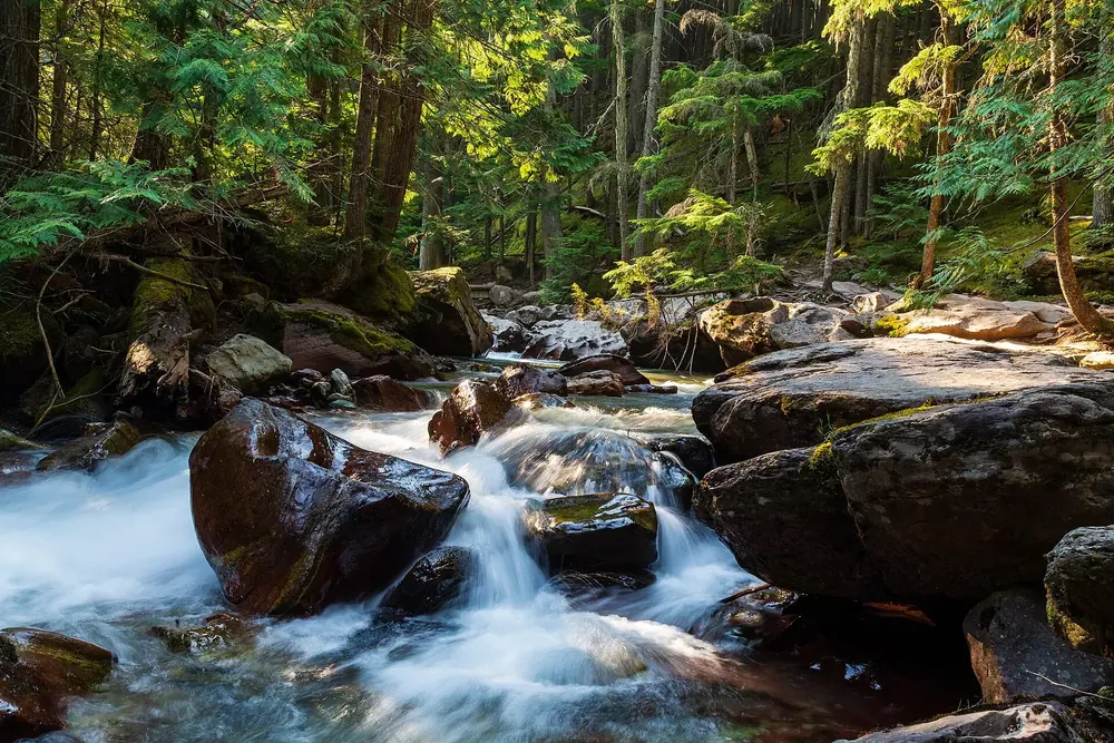 Avalanche Creek in Glacier National Park, Montana: a mountain stream with small cascades between mossy boulders in dense conifer forest