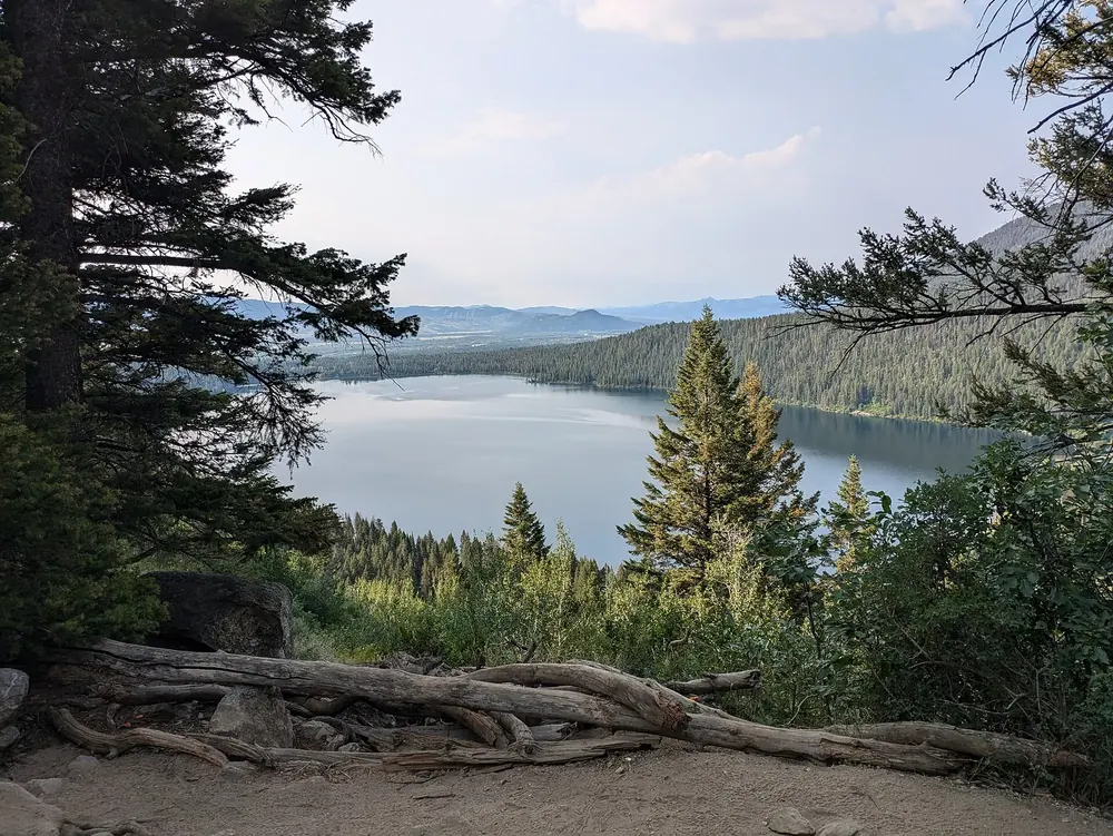 Phelps Lake in Grand Teton National Park, seen between pines: a calm lake in front of forested slopes, with roots and conifers in the foreground