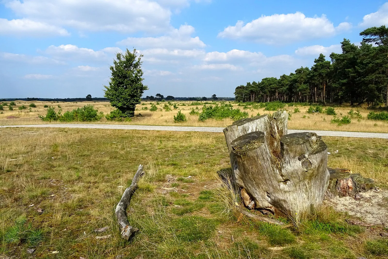 Grass, heath and a tree stump at the Otterlose Zand in De Hoge Veluwe National Park