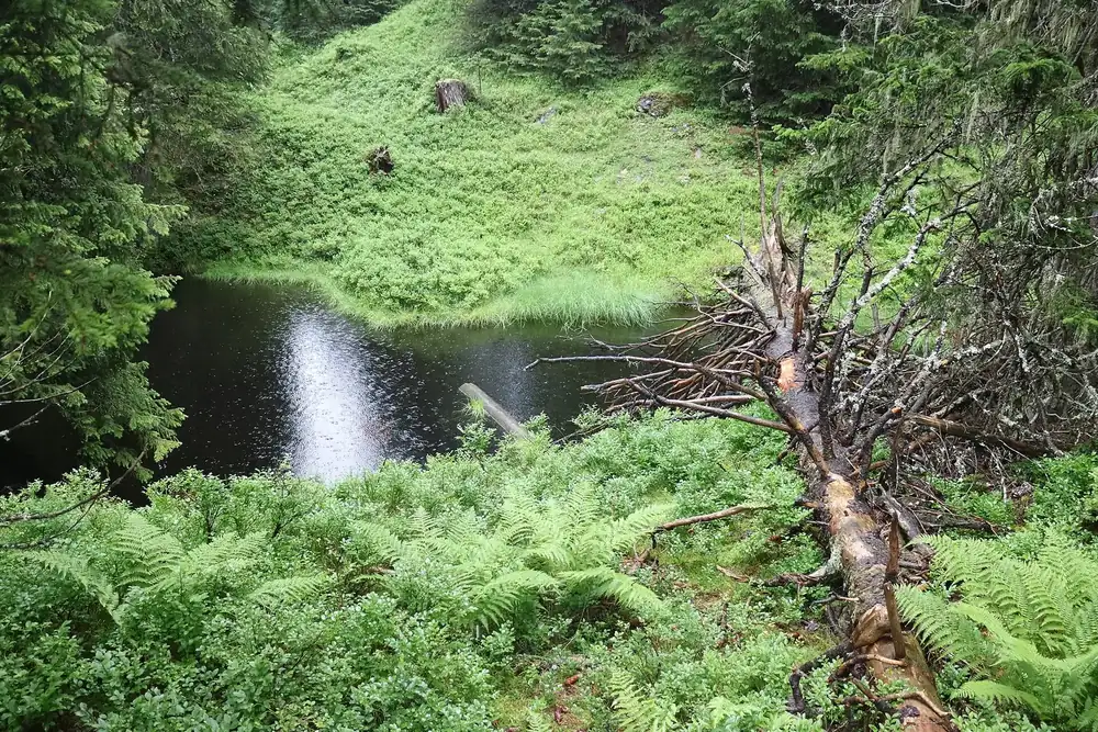 The Rauris Primeval Forest in Hohe Tauern National Park: a dark pool among lush ferns, moss and fallen spruces in the mountain forest