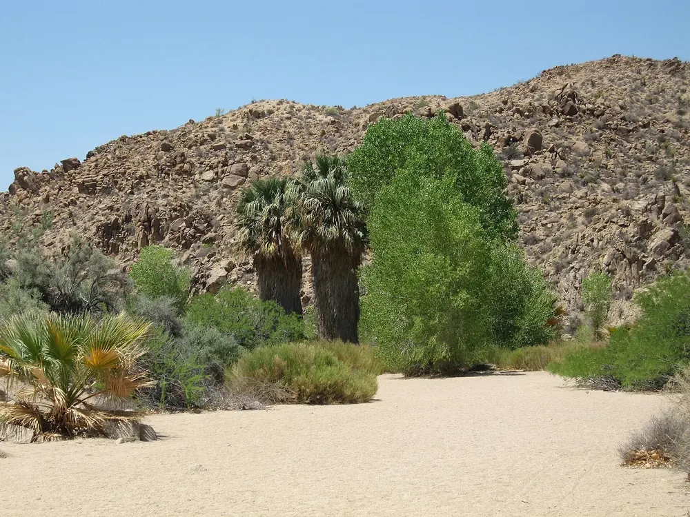 Cottonwood Spring Oasis in Joshua Tree National Park: fan palms and green cottonwoods on a sandy desert slope below bare rocky hills