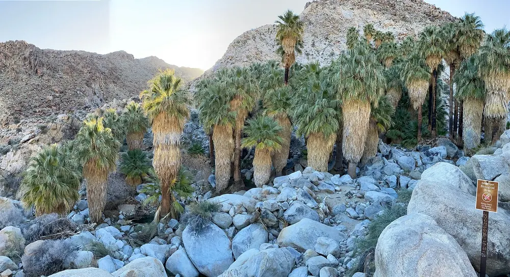 Fortynine Palms Oasis in Joshua Tree National Park: a group of fan palms between pale granite boulders at the foot of a bare mountainside