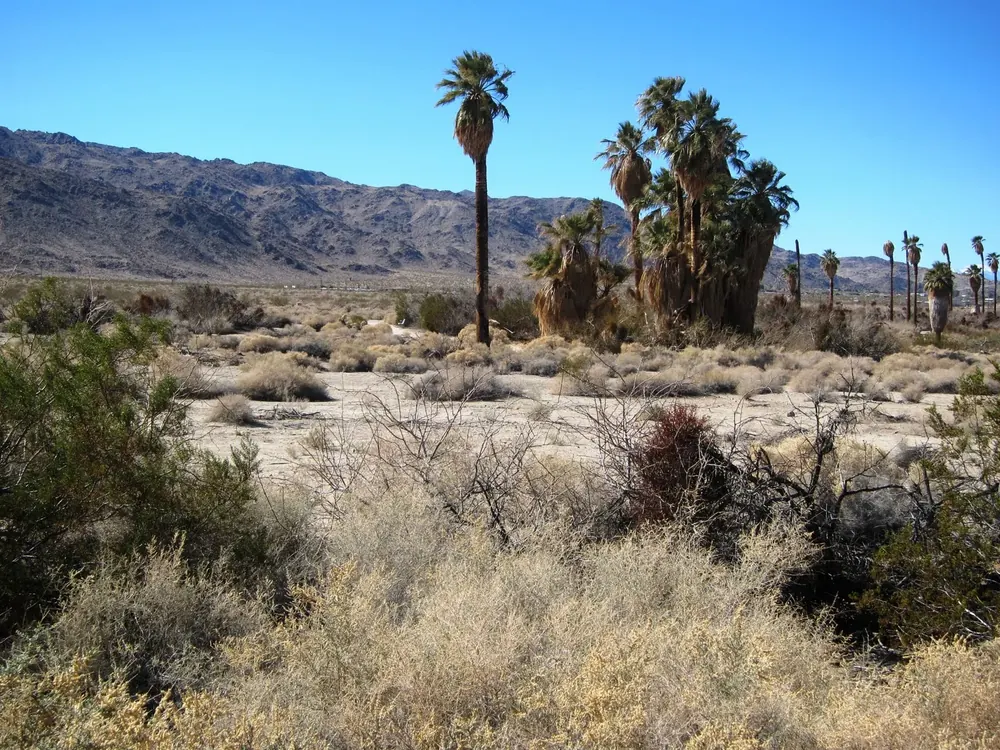 Oasis of Mara: a group of tall fan palms in dry scrubland in front of bare mountains at park headquarters